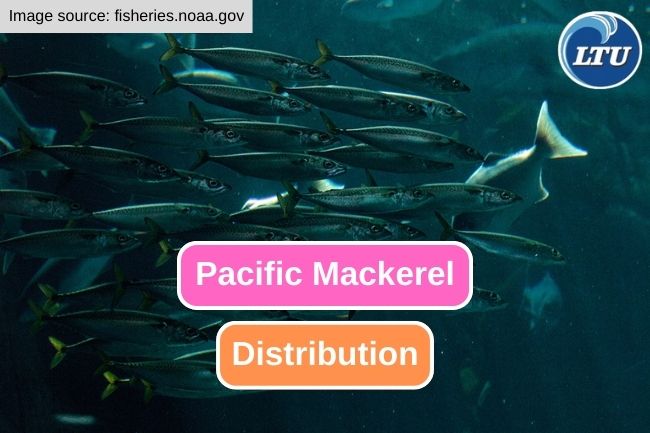 The Remarkable Range of Pacific Mackerel Distribution
